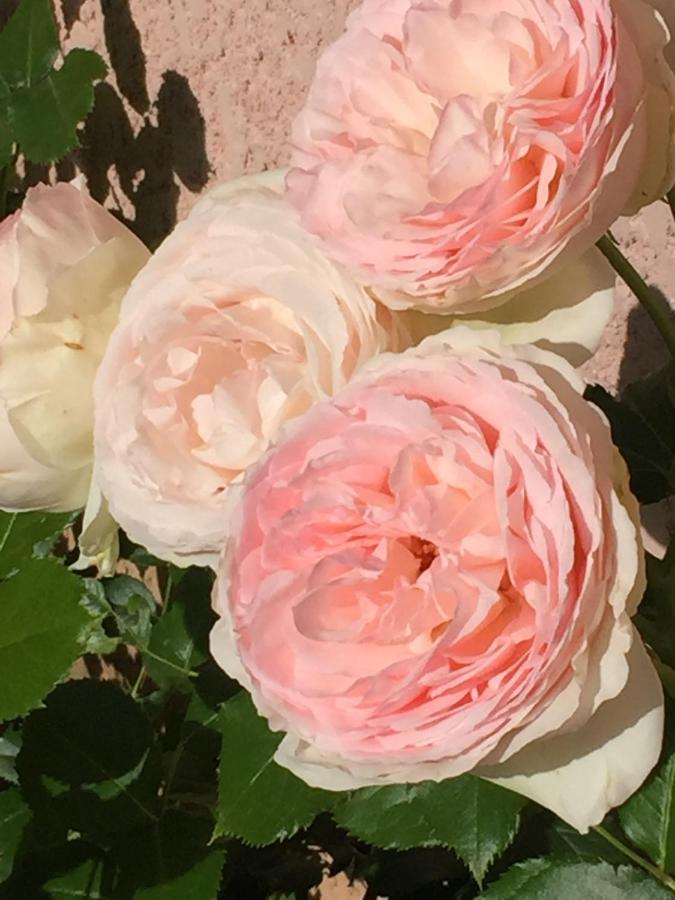 Bed and Breakfast Rose Garden Mezzanine Giverny Esterno foto