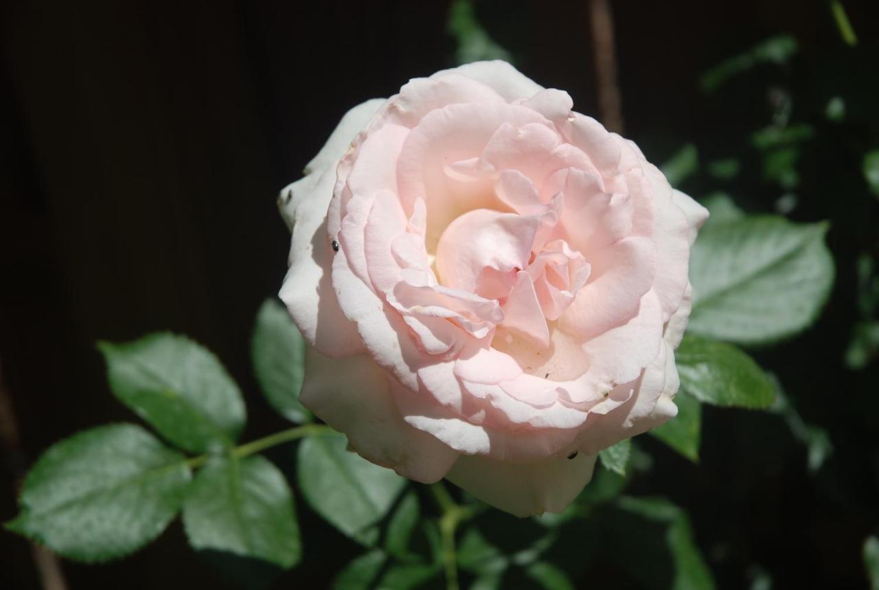 Bed and Breakfast Rose Garden Mezzanine Giverny Esterno foto