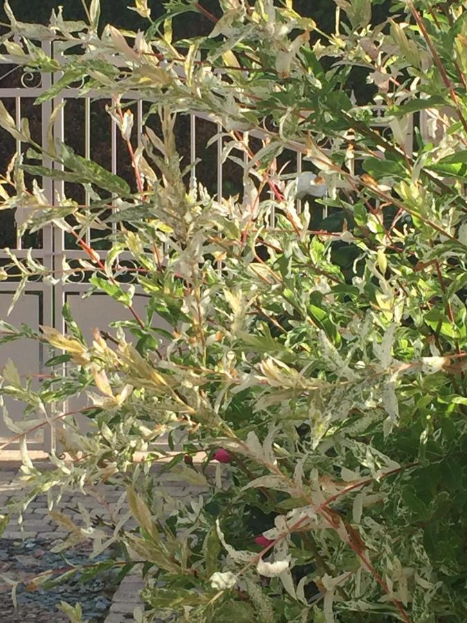Bed and Breakfast Rose Garden Mezzanine Giverny Esterno foto